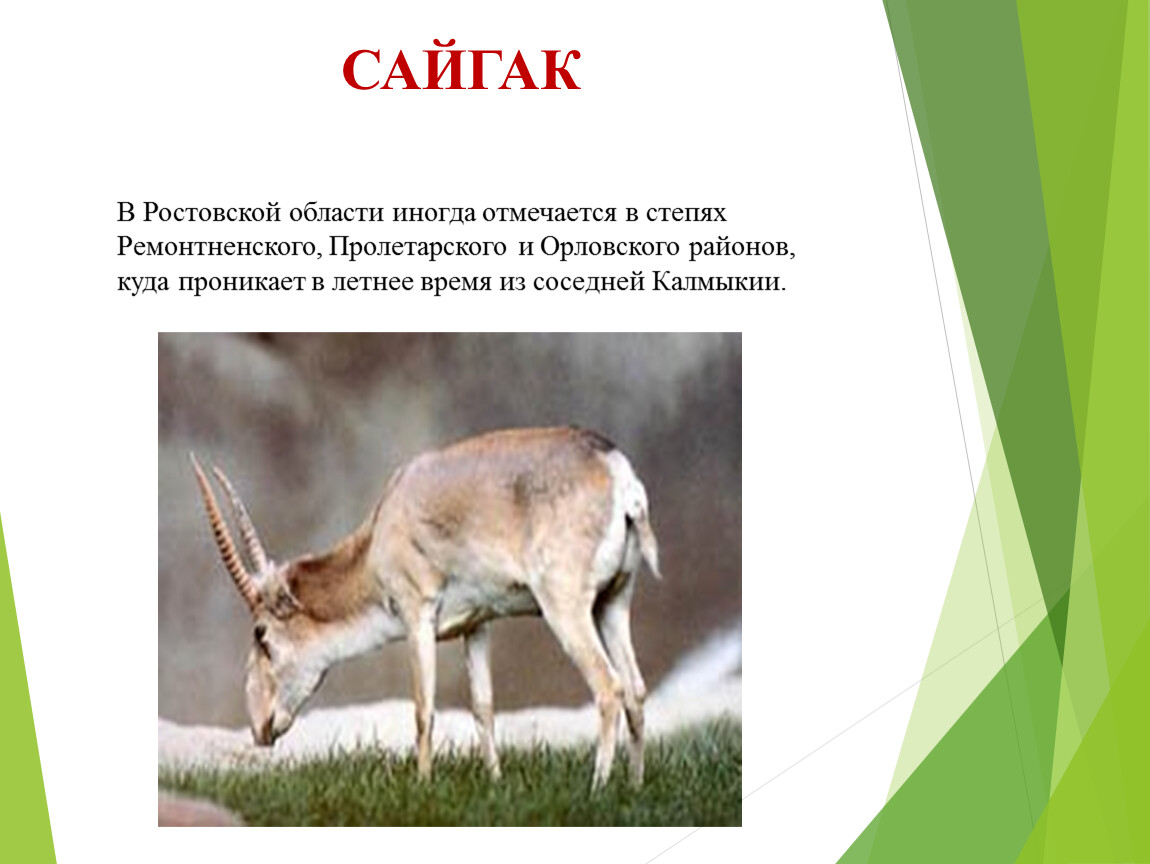 Слово сайгак. Сайгак. Сайгак красная книга. Сайгак в Ростовской области. Описать животное Сайгак.