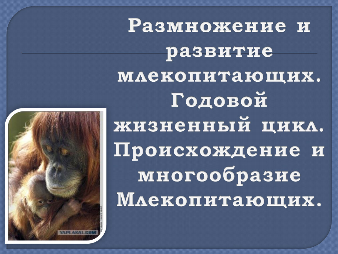 Размножение и развитие млекопитающих годовой жизненный цикл 7 класс презентация пономарева