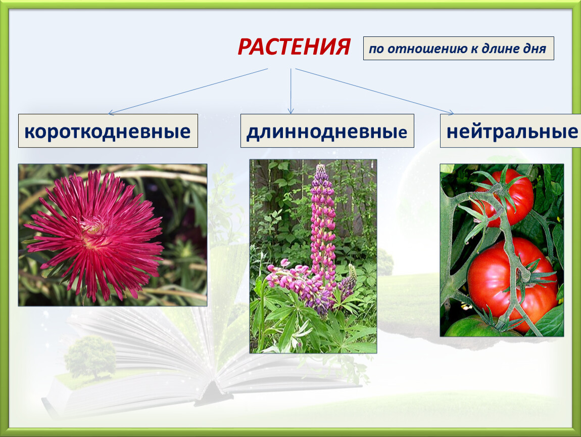 Растение короче. Длиннодневные короткодневные и нейтральные растения. Короткодневные растения. Короткодневные растения примеры. Фотопериодические нейтральные растения.