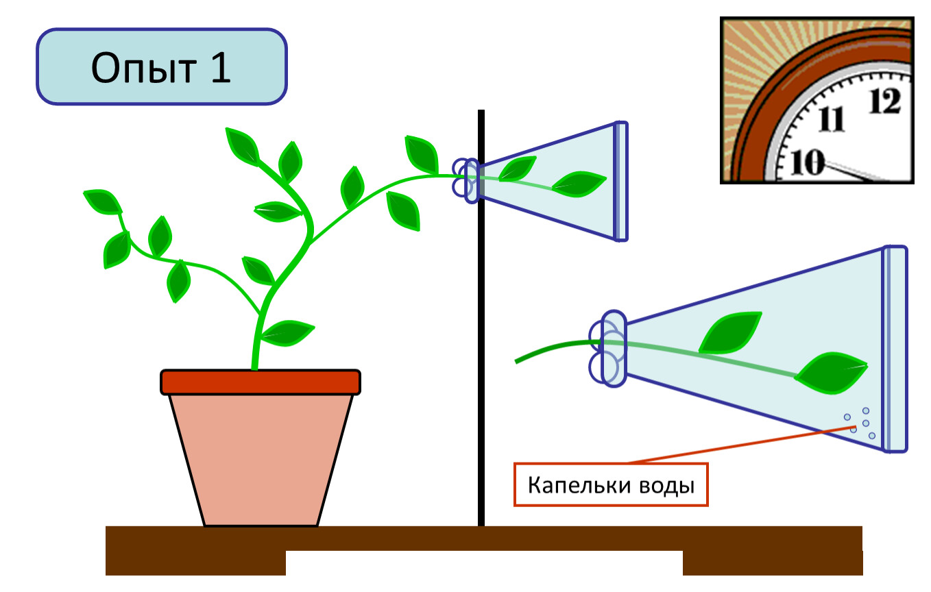 Проделайте опыт доказывающий что листья испаряют воду рисунок 112