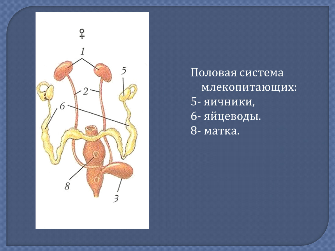 Репродуктивная система человека 8 класс биология презентация