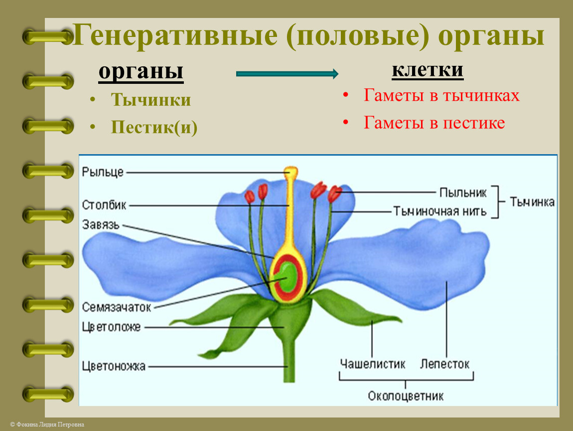 Водоросли генеративные органы. Строение цветка. Строение листа цветка. Внешнее строение растений. Женские половые органы растений.