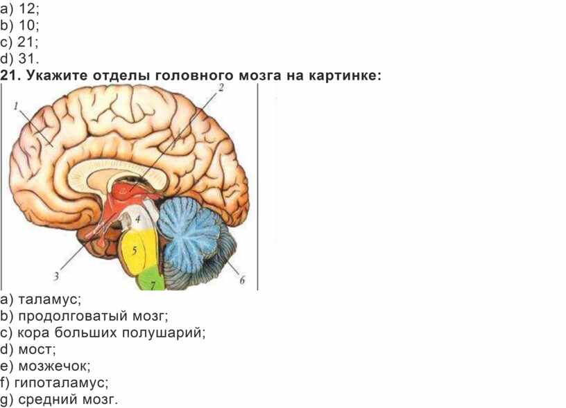 Какой цифрой на рисунке обозначен продолговатый мозг