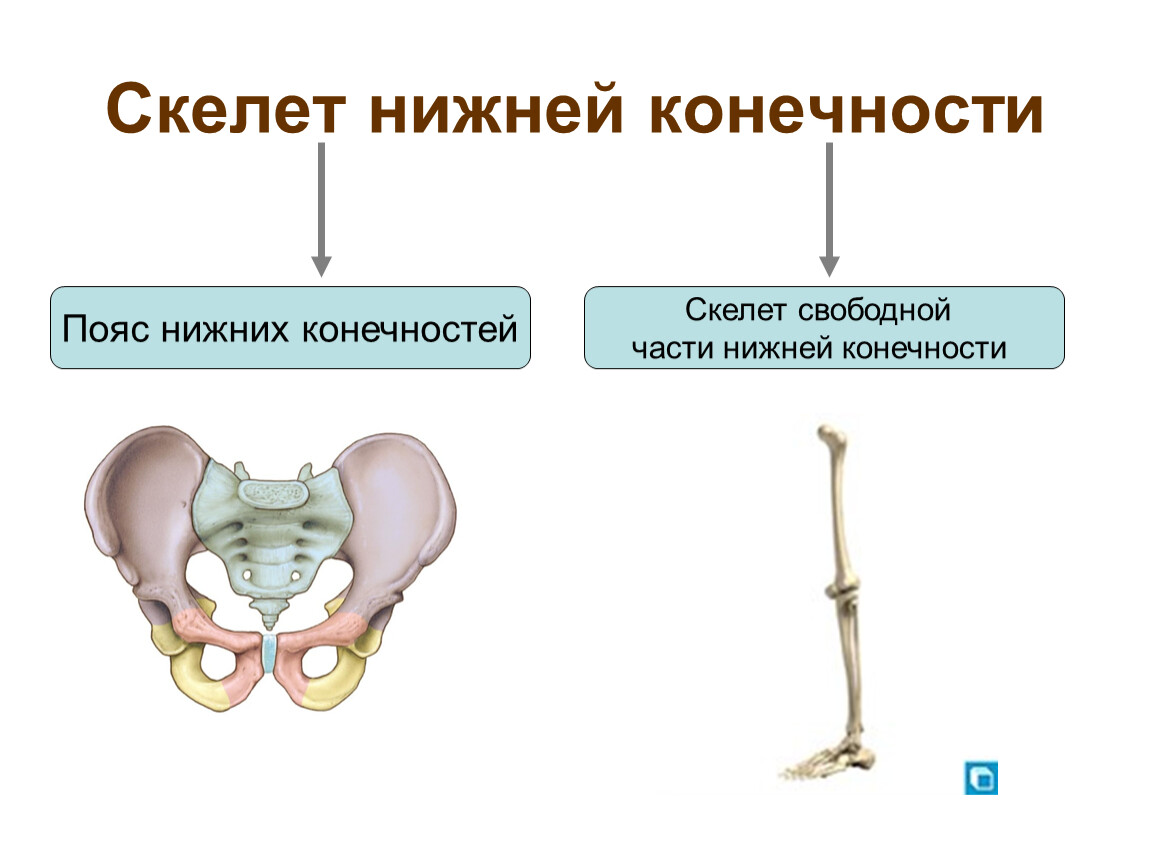 Скелет нижних конечностей. Скелет пояса нижних конечностей. Скелет нижней конечности пояс нижней конечности. Скелет пояса нижних конечностей человека. Скелет пояса и свободной нижней конечности.