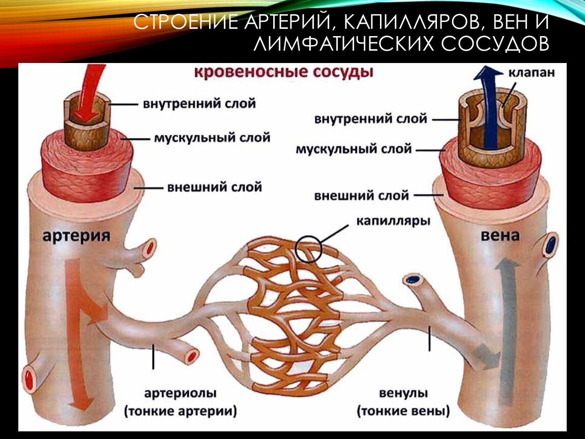 Капилляры. Кровеносные сосуды Вена артерия капиляр. Строение артерий вен и капилляров анатомия. Схема строения кровеносных сосудов человека. Артерии артериолы капилляры венулы вены.