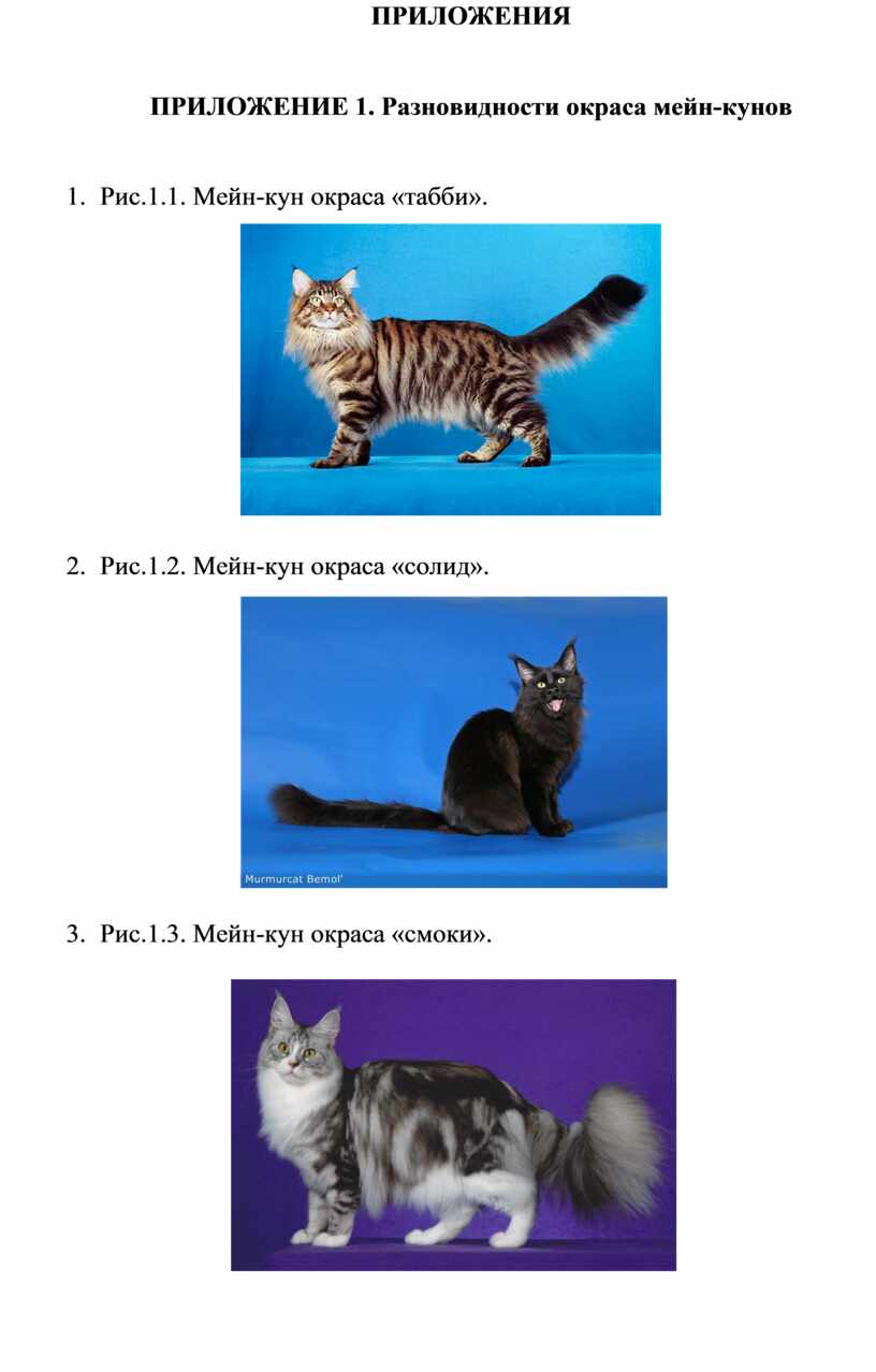 Окрас кошек мейн кун с фотографиями и названиями