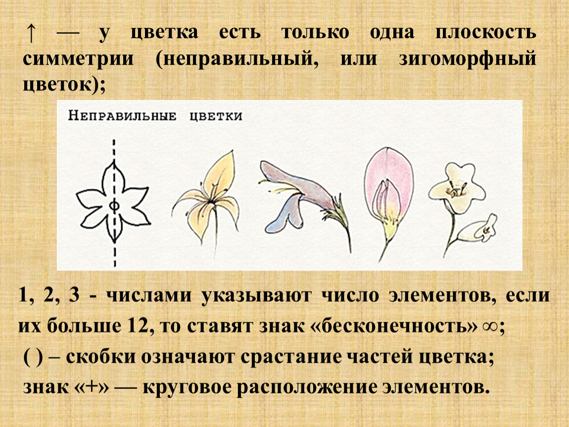 Семейства класса двудольные презентация