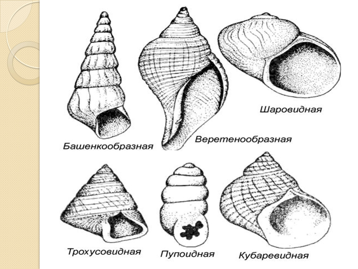 Рисунок раковины моллюсков