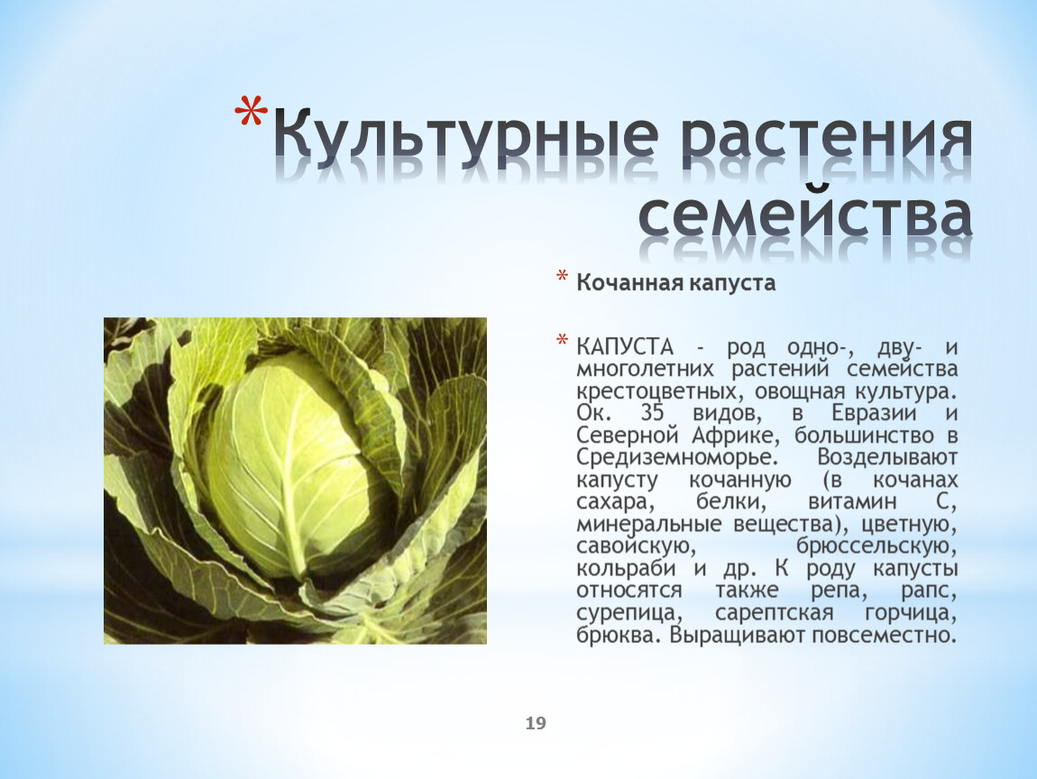 Приведите примеры капустных растений