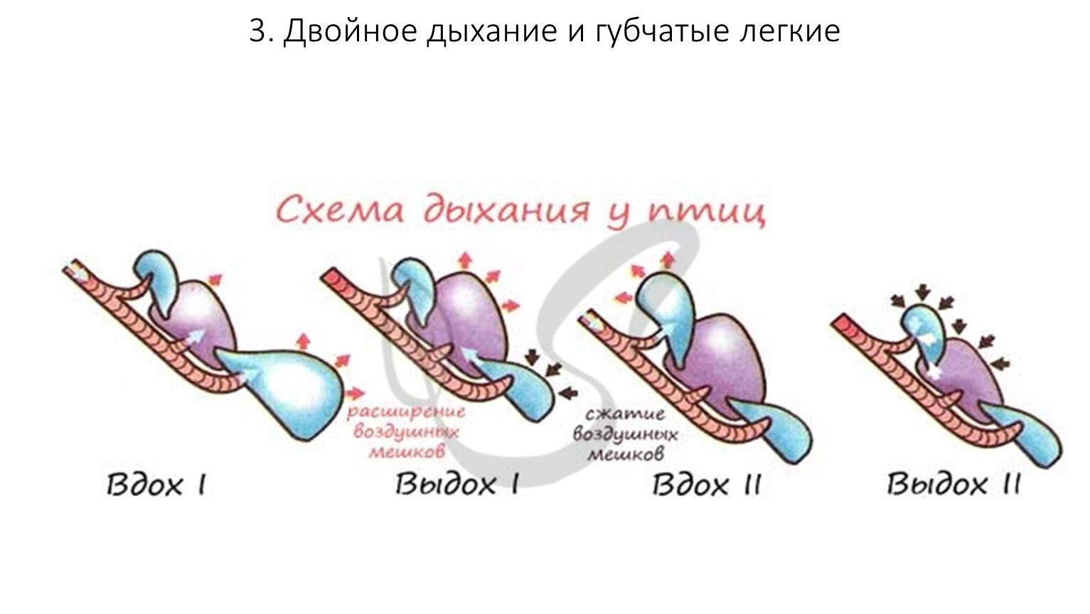 Схема процесса двойного дыхания птицы