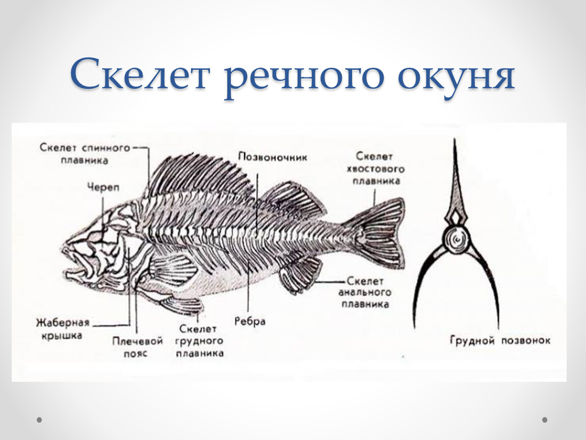Скелет рыб 7 класс. Строение скелета речного окуня. Скелет Надкласс рыбы. Скелет рыбы биология 7 класс. Внутреннее строение речного окуня.