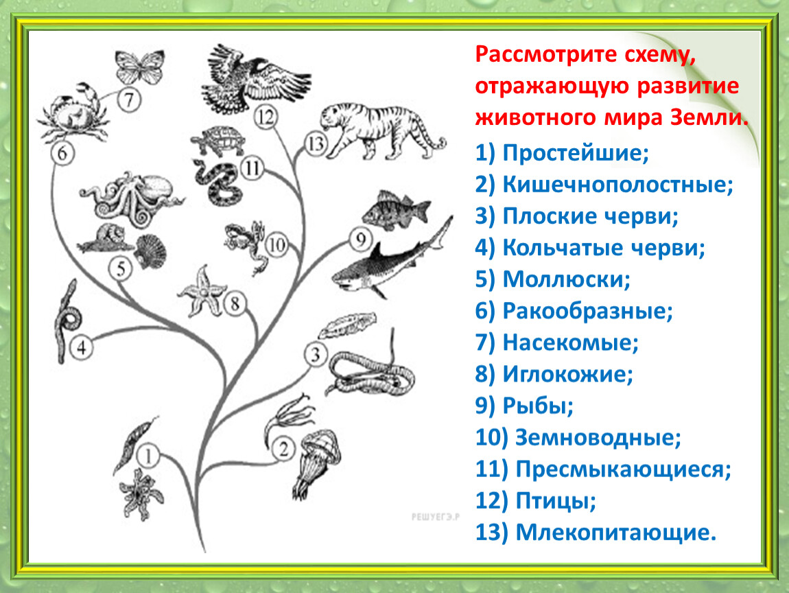 Рассмотрите схему развития растительного мира земли