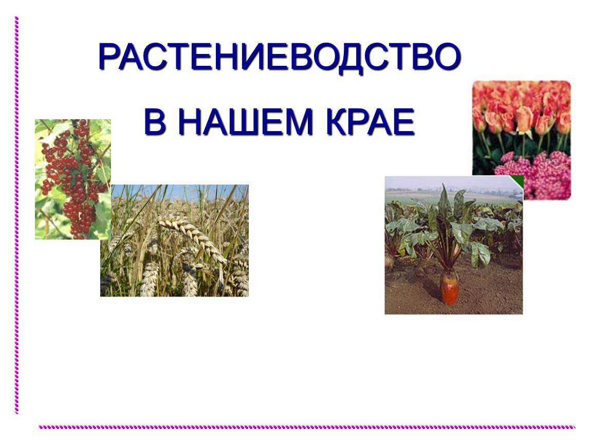 Презентация 4 класс плешаков растениеводство в нашем крае 4 класс