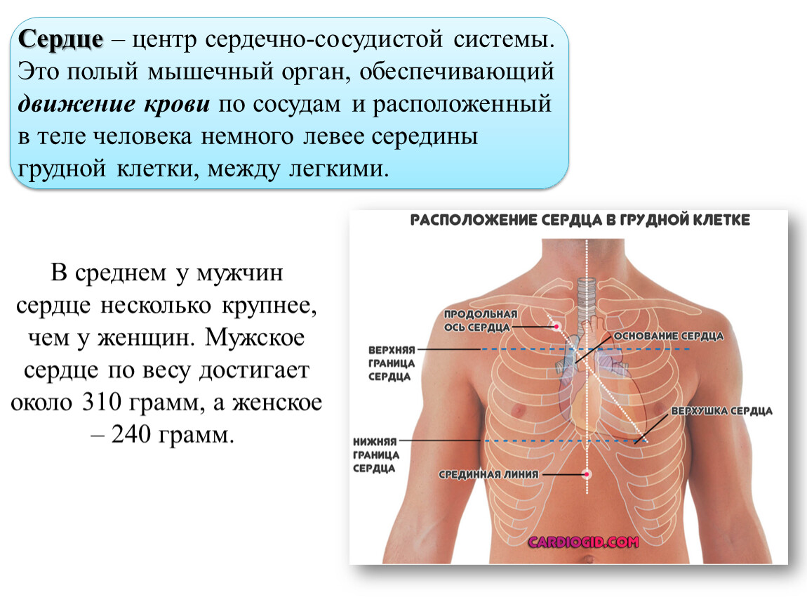 Где находится сердечная мышца у человека фото