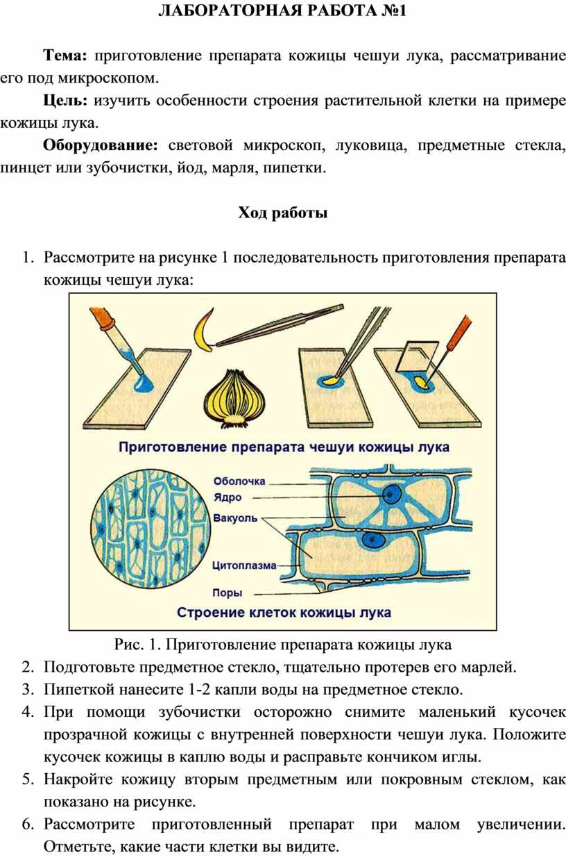 Изучение кожицы чешуи. Рассматривание препарата кожицы чешуи лука под микроскопом. Рассматривание препарата кожицы чешуи лука. Клетки кожицы чешуи лука. Строение клеток кожицы чешуи лука 5 класс лабораторная работа.