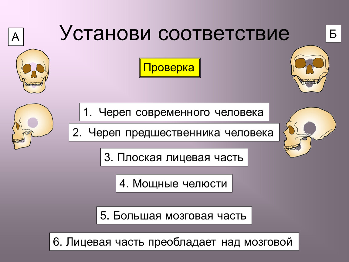 Установите соответствие кости. Мозговой отдел черепа преобладает над лицевым. Преобладание мозгового черепа над лицевым. У человека лицевой отдел черепа преобладает над мозговым. Преобладание лицевого отдела черепа над мозговым.