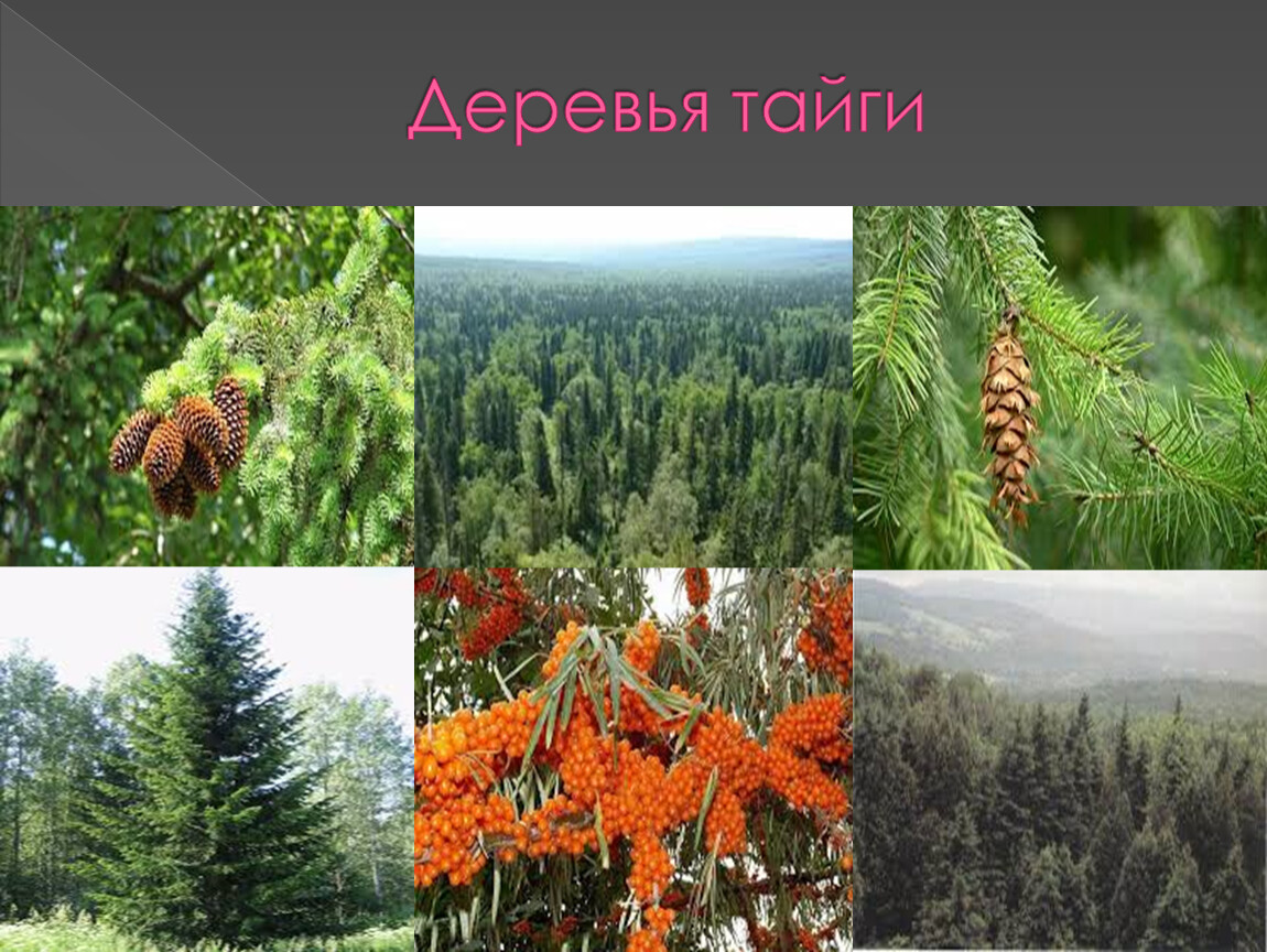Главное богатство тайги древесина. Растения тайги. Деревья тайги. Растения тайги 4 класс окружающий мир. Растения тайги в России.