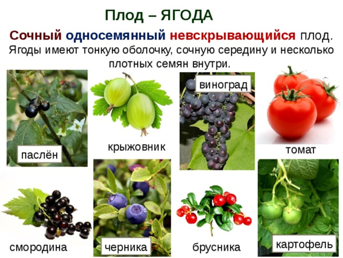 Какой из перечисленных плодов является многосеменным. Плод ягода. Плод ягода примеры растений. Плод ягода характерен для. Односемянные ягоды.