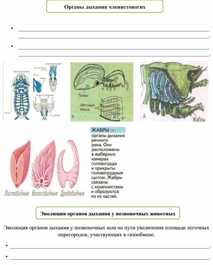 Опорный конспект "Эволюция дыхательной системы"