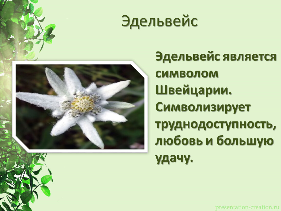 Эдельвейс цветок фото и описание