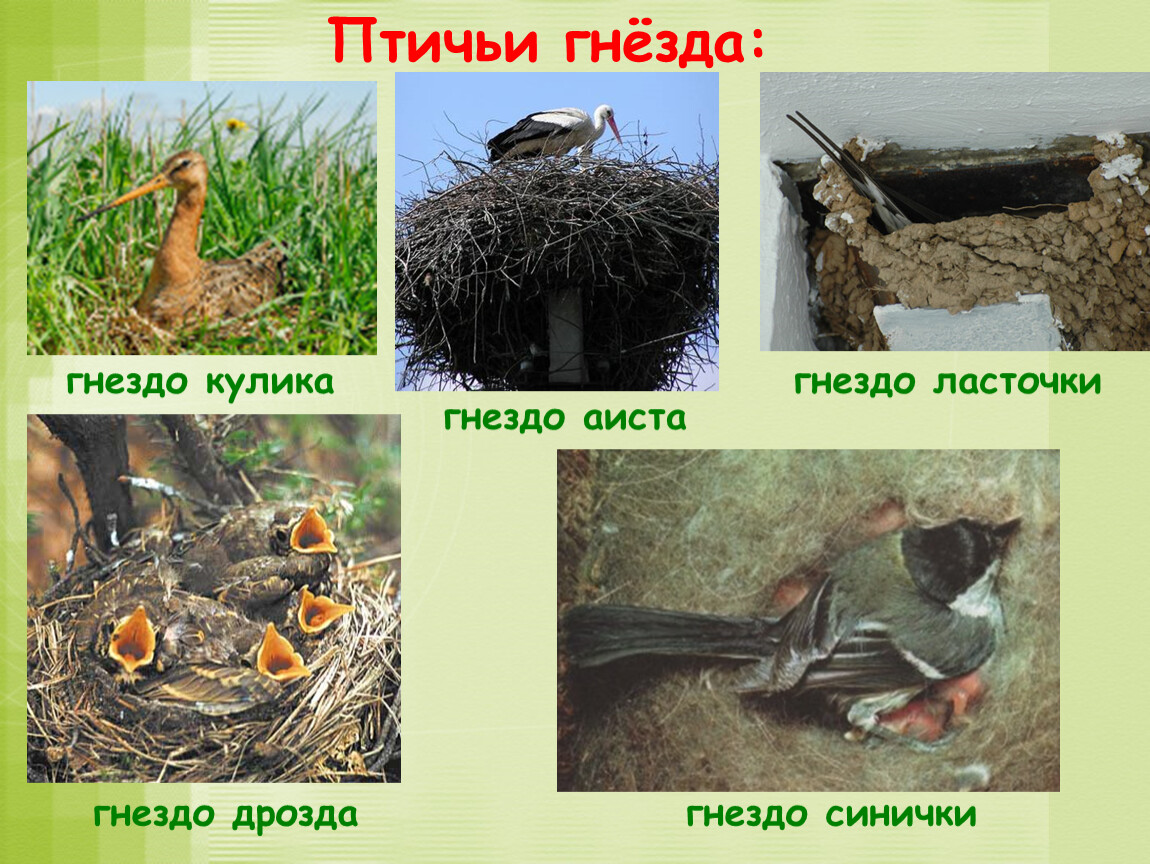 Гнезда птиц названия. Гнезда разных видов птиц. Виды гнезд. Виды птичьих гнезд. Птицы живущие в гнездах.