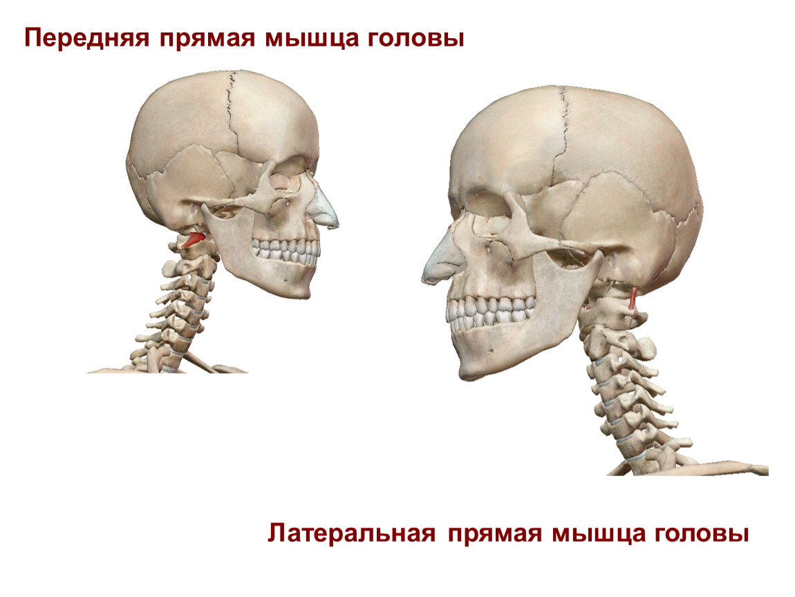 Подзатылочные мышцы анатомия