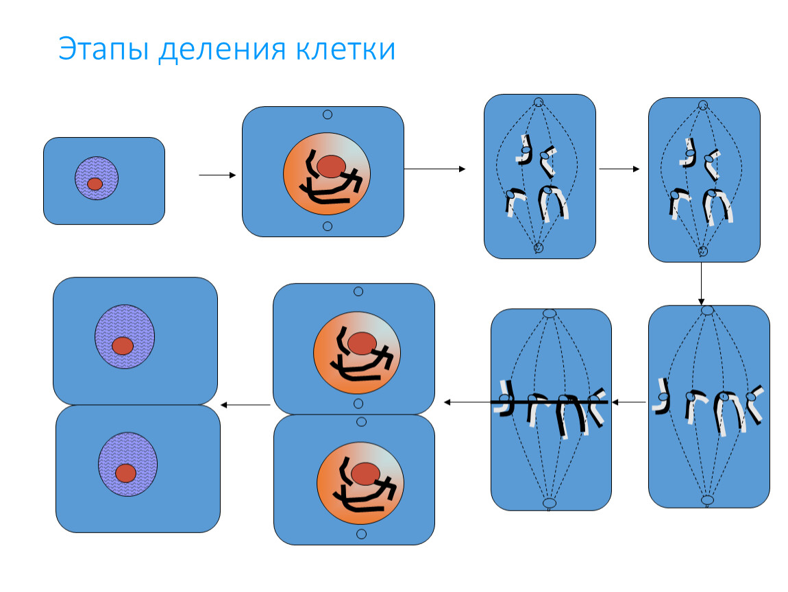 На рисунке изображен процесс деления клетки какое общее