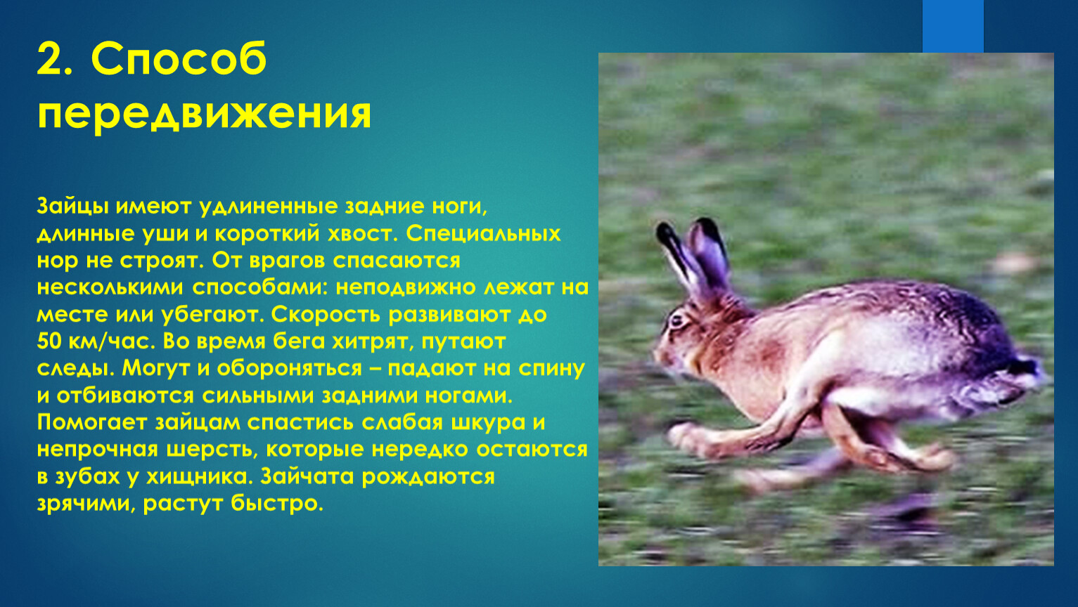У зайца хвост короткий а уши. Способ передвижения зайца. Способ передвижения зайцеобразных. Способ перемещения зайца. Скорость передвижения зайца.