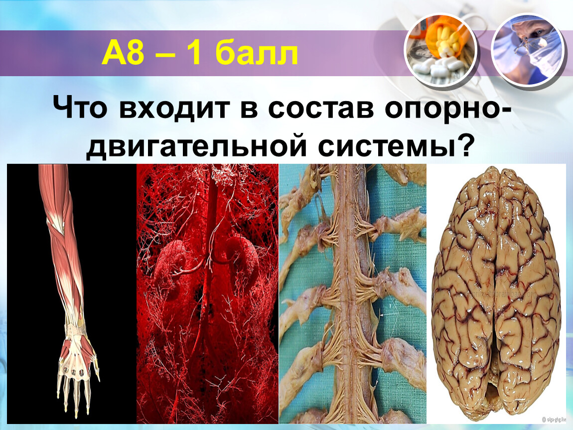 Контрольная работа по теме Анатомія людини. Системи органів