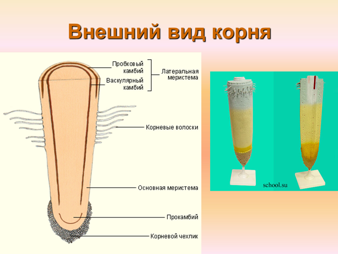 Корень презентация. Внутреннее строение корня 6 класс биология. Состав корня биология 6 класс. Структура корня биология 6 класс. Внешний вид корней.