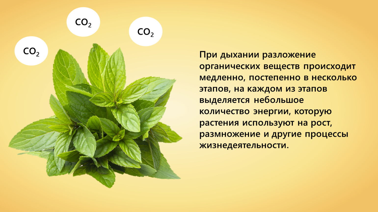 В каких растениях протекает дыхание. Биология дыхание растений. Дыхание растений 6 класс биология. Процесс дыхания растений 6 класс. Углекислый ГАЗ для растений.