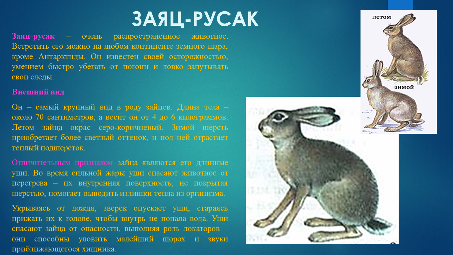 Систематика животного заяц Русак