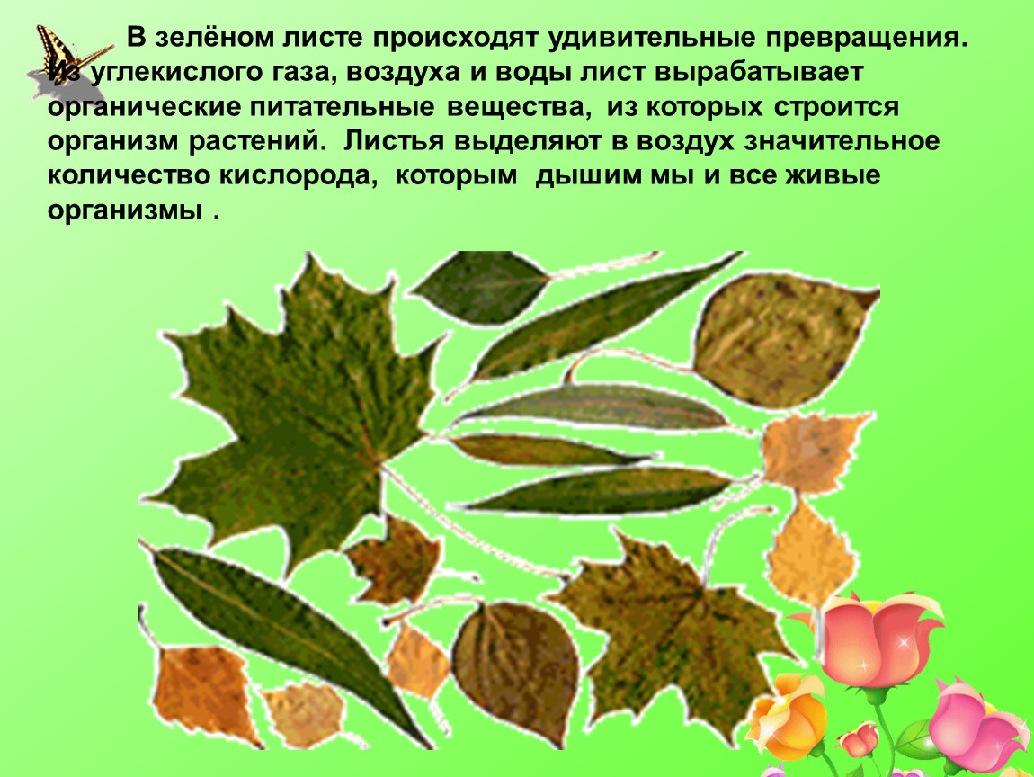 Одновременно в листьях осуществляется процесс. Удивительные превращения растения. Что выделяют листья. Как произошли листья. Что вырабатывают листья растений.