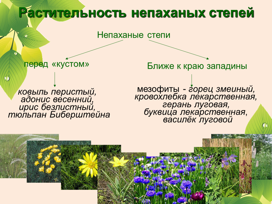 Растительные сообщества 5 класс биология. Растительное сообщество степь. Виды растительности. Ярусность растительности Луговой степи. Растительные сообщества презентация.
