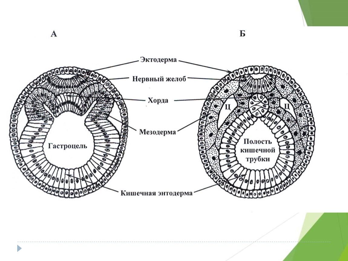 Мезодерма какая система. Органогенез нейрула. Строение зародышевых листков эмбриона. Зародышевые листки ланцетника. Мезодерма зародышевый листок.