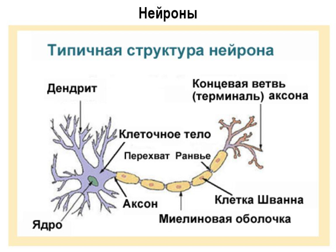 Деление нервных клеток