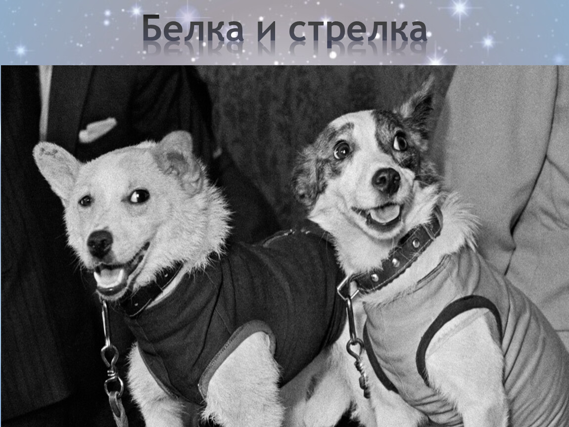 Сколько собак летало в космос. Собаки белка и стрелка в космосе. Белка и стрелка полёт в космос 1958. Белка и стрелка собаки в космосе в 1960.