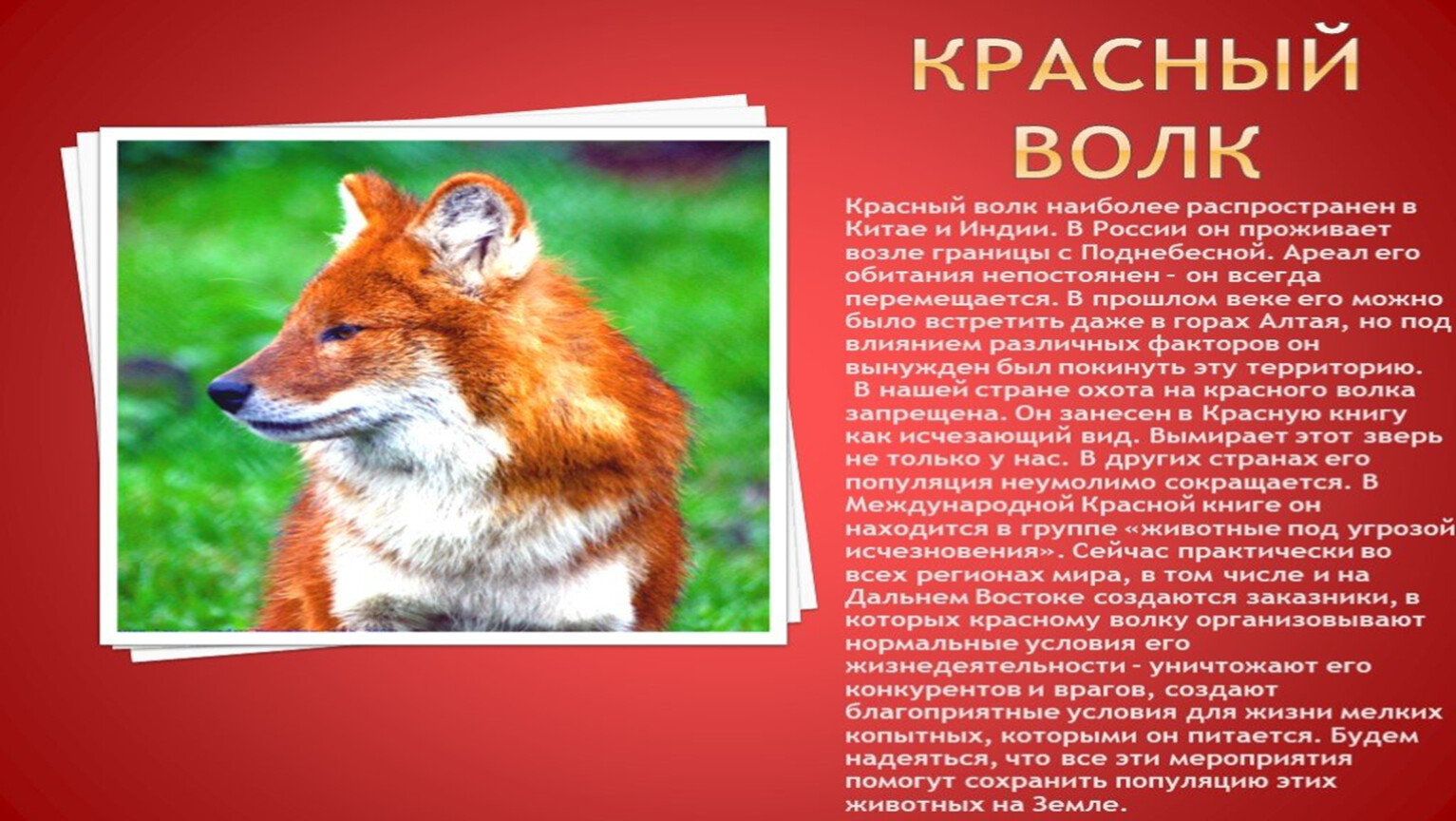 Красный волк красная книга кратко. Животные из красной книги. ;Bdjnyst BP rhfcyjq RBYUB. Проект о животных красной книги.