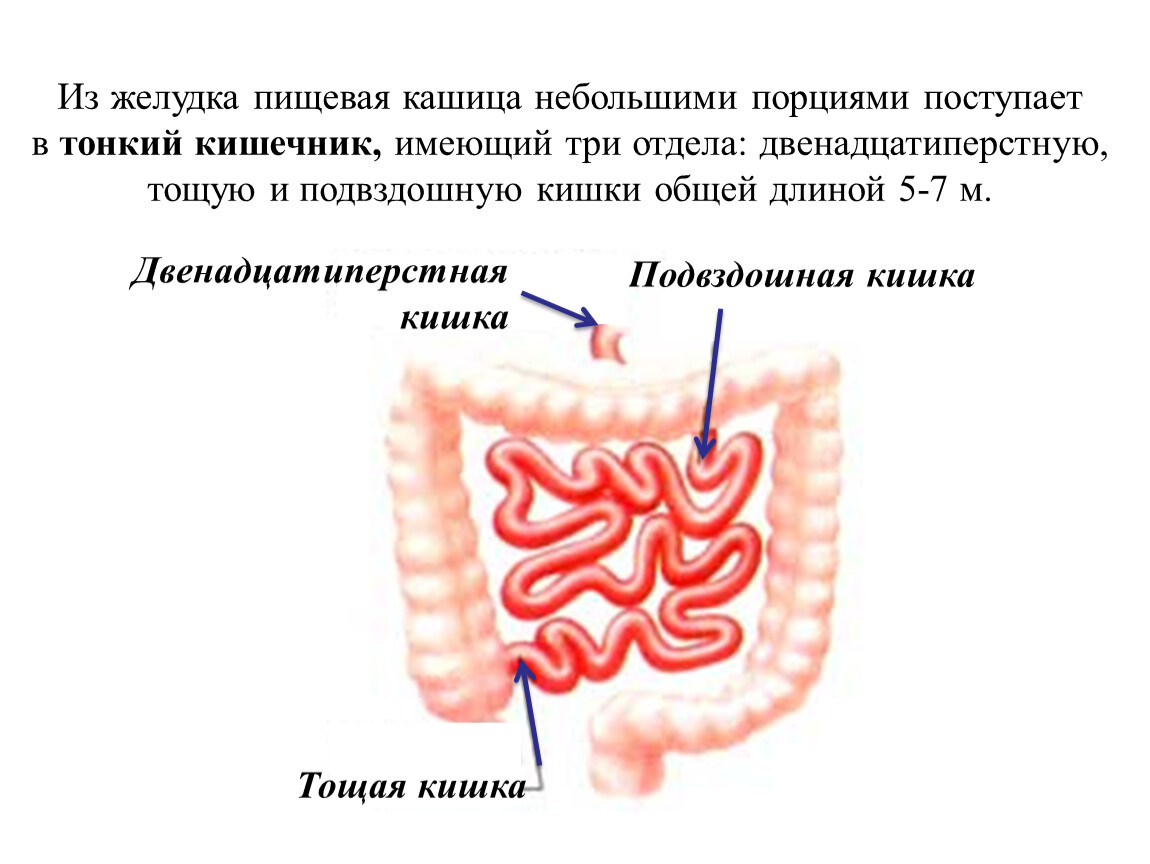 Пищеварение в желудке и кишечнике презентация 8 класс