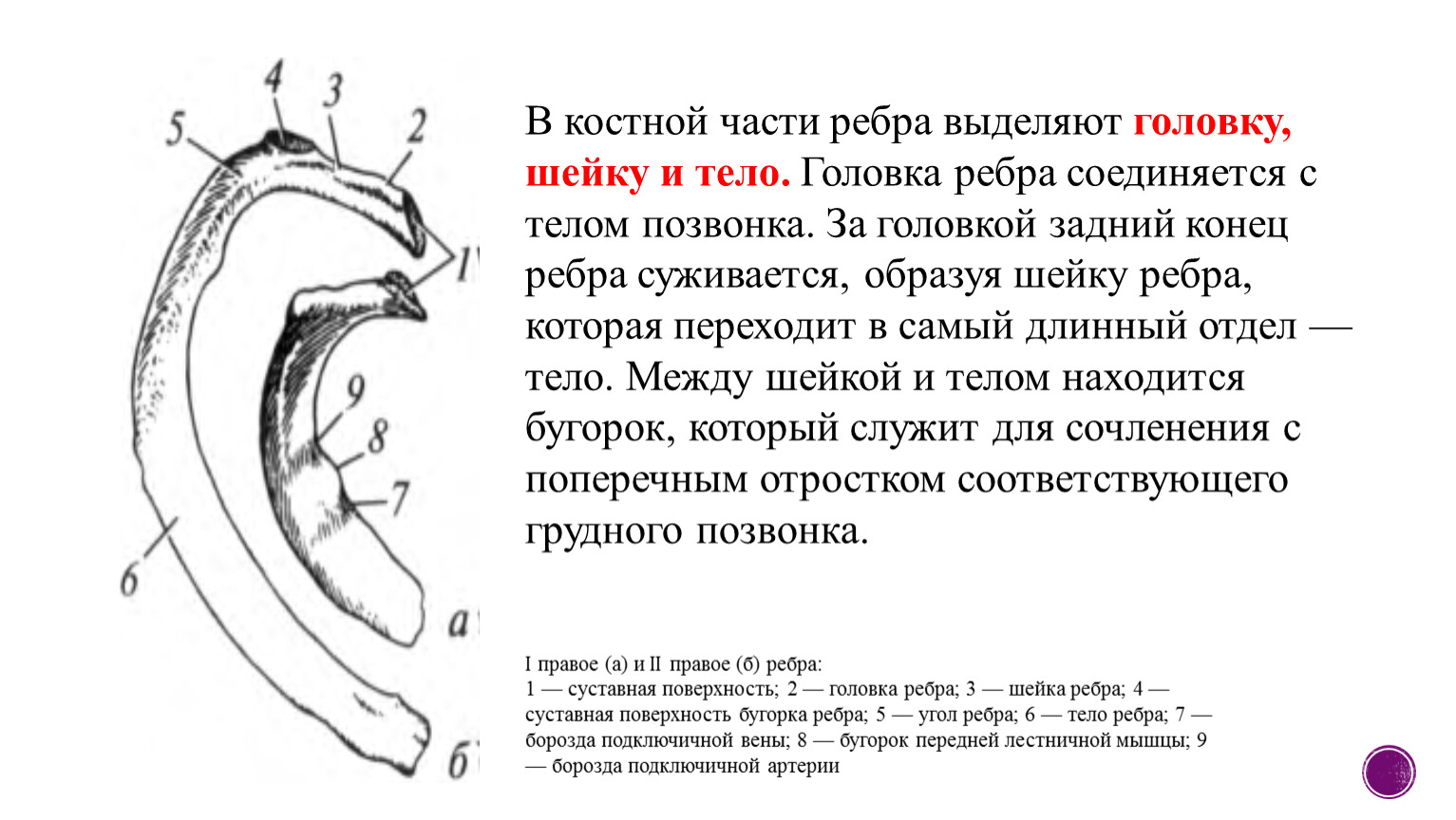 Языке выделяют части. Строение типичного ребра. Борозда ребра анатомия. Строение 1 и 2 ребра. Головка ребра анатомия.