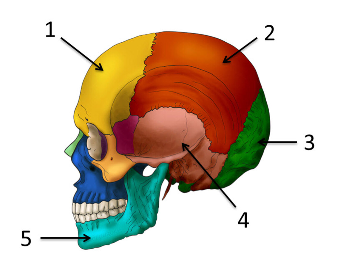 Теменная затылочная кость. Кости мозгового отдела черепа. Скелет головы череп человека. Кости черепа человека 8 класс биология. Кости черепа анатомия.