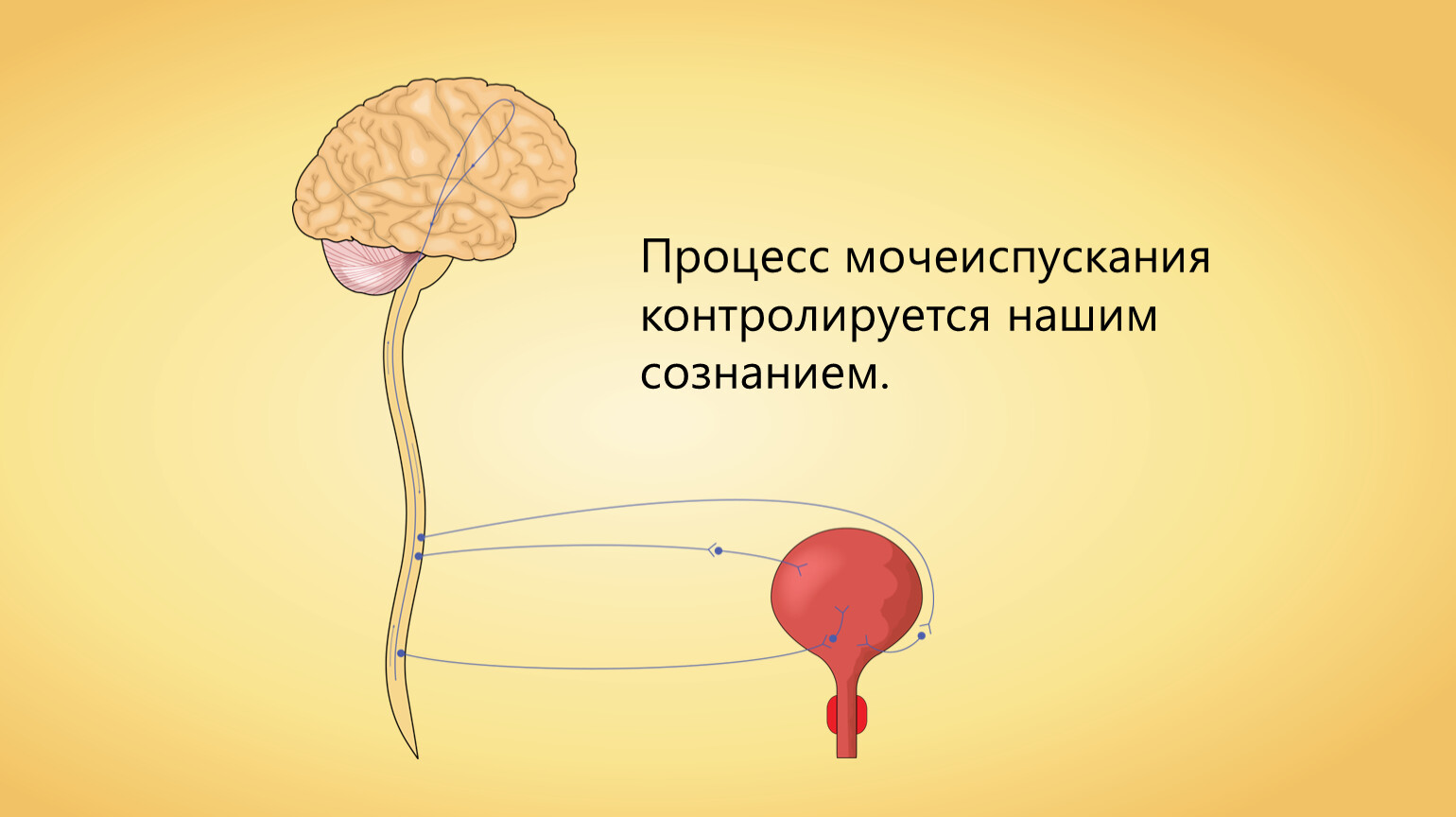 Выделение для презентации