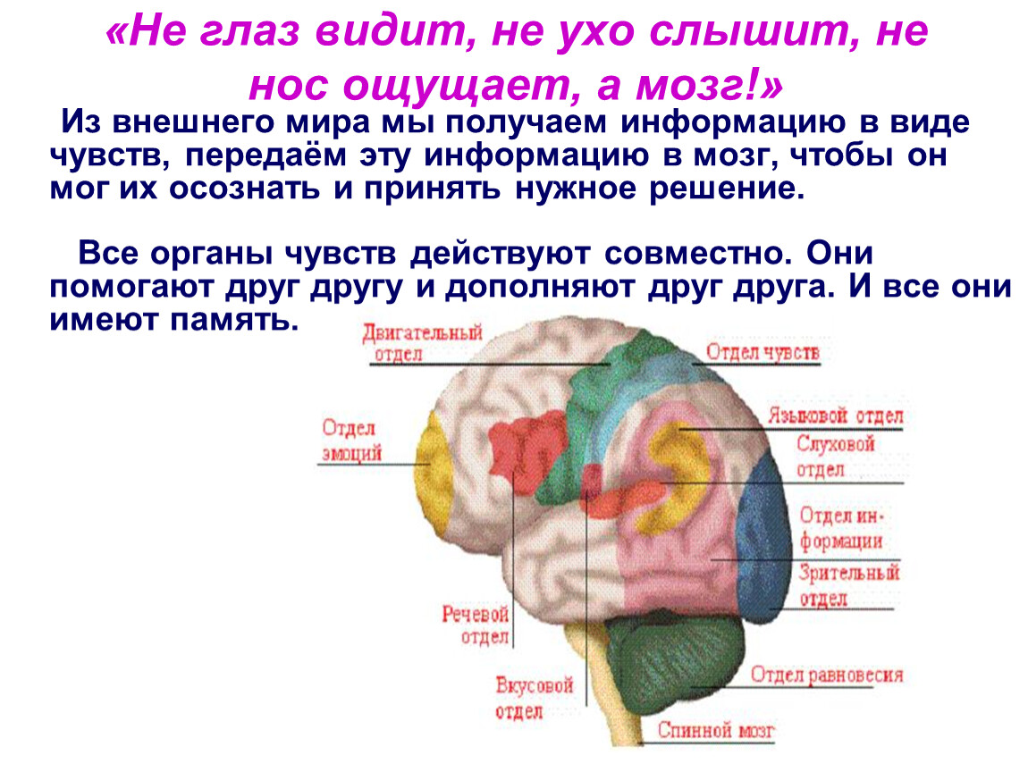 Интересное о мозге человека. Работа органов чувств. Органы чувств и отделы мозга. Строение и работа наших органов чувств. Интересные о работе органов чувств.