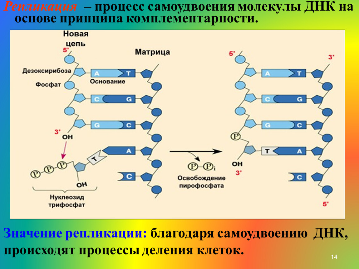 3 этапа репликации. Принципы репликации ДНК комплементарность. Стадии репликации ДНК таблица. Синтез ДНК репликация биохимия. Этапы процесса репликации.