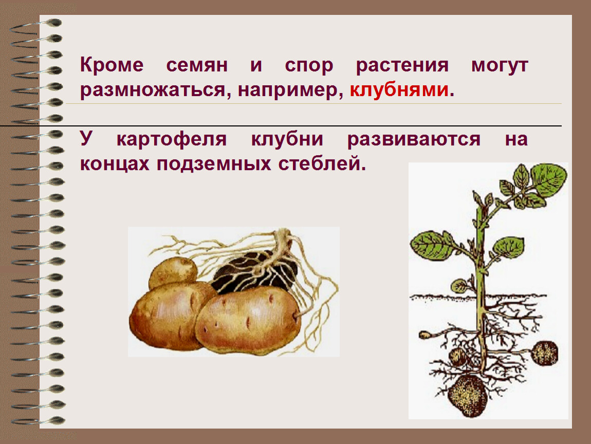 Большинство растений размножается. Размножение растений. Размножение клубнями. Клубень картофеля. Как размножаются растения.