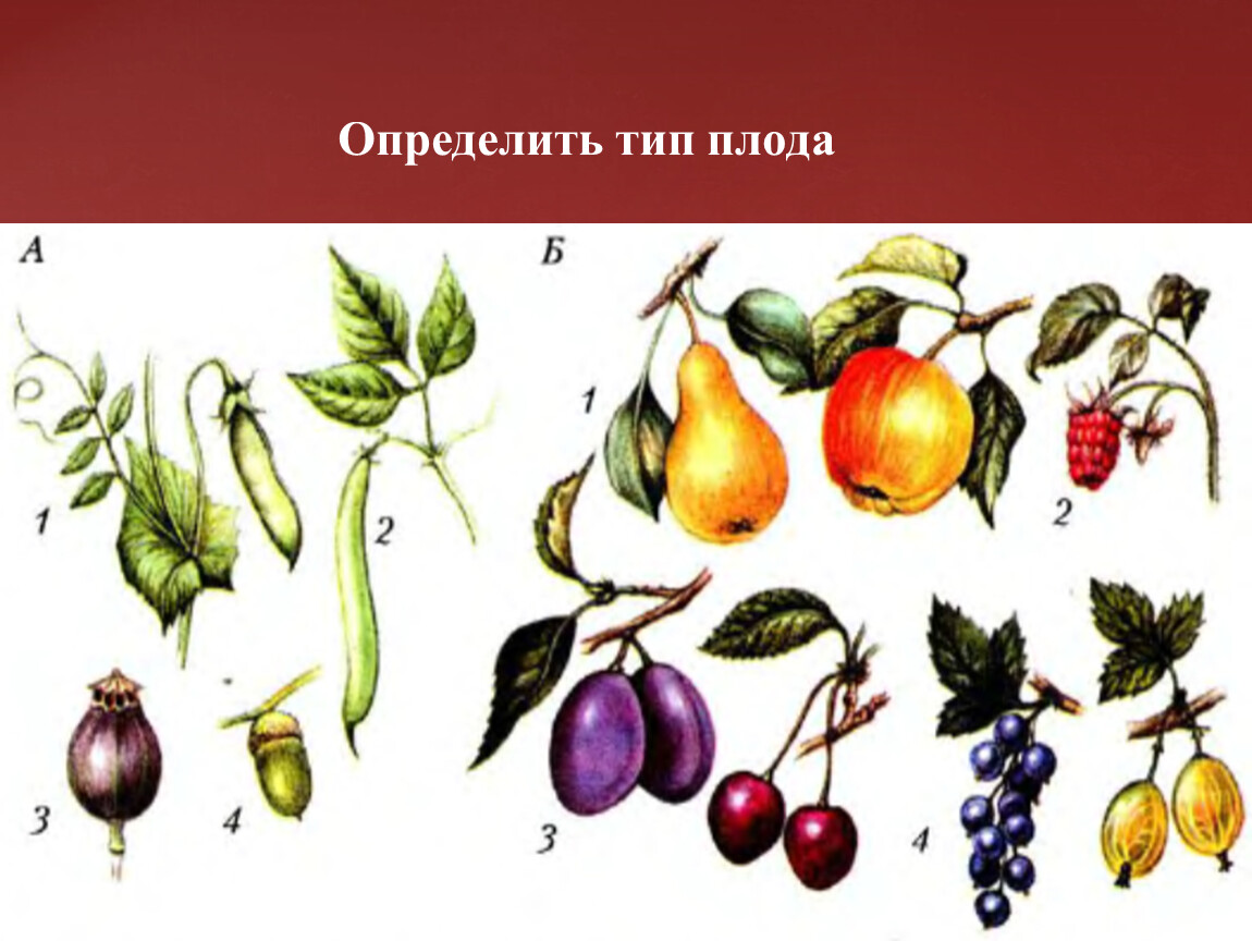 Как отличить плод. Типы плодов. Слива Тип плода. Типы плодов растений. Тип плода у растений.