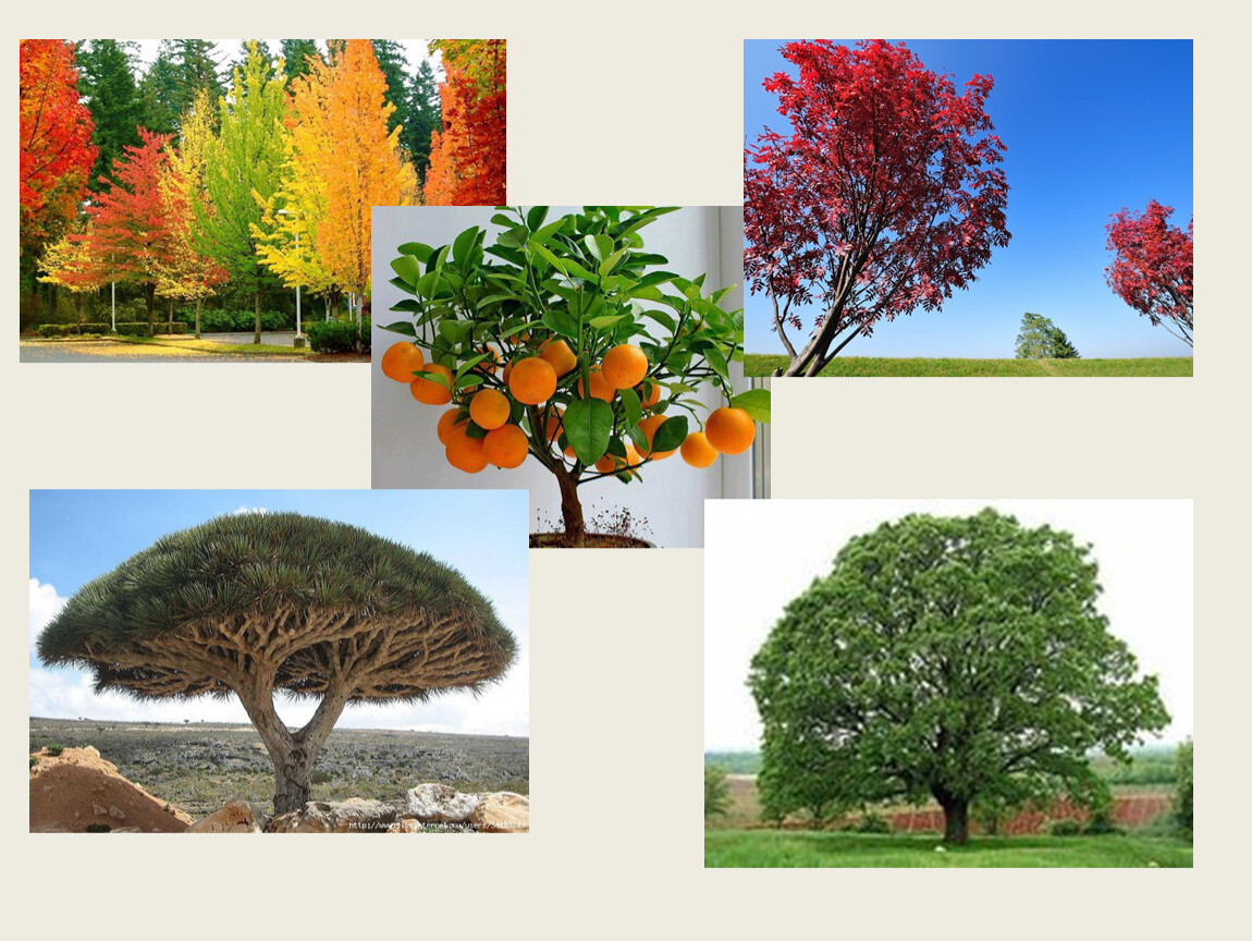 Дерево для урока. Вымышленные деревья урок живыек. Урок дерево 8 класс