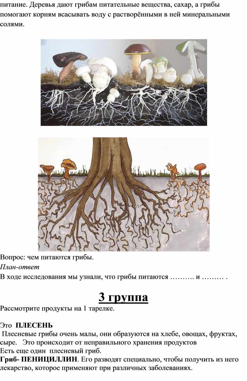 Презентация по грибам. Грибы помогают деревьям. Грибы всасывают питательные вещества грибницей. Полезные грибы для человека. Связь гриба и дерева.