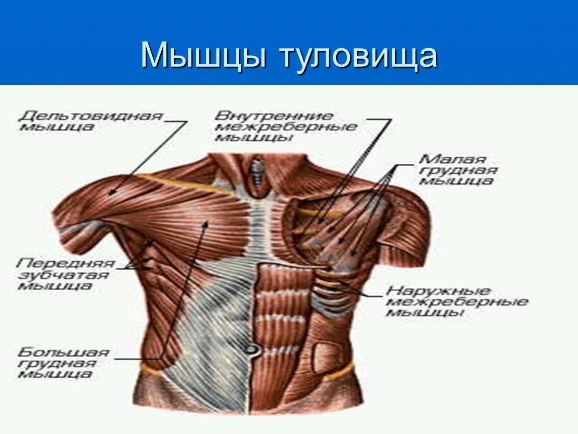 Мышцы туловища