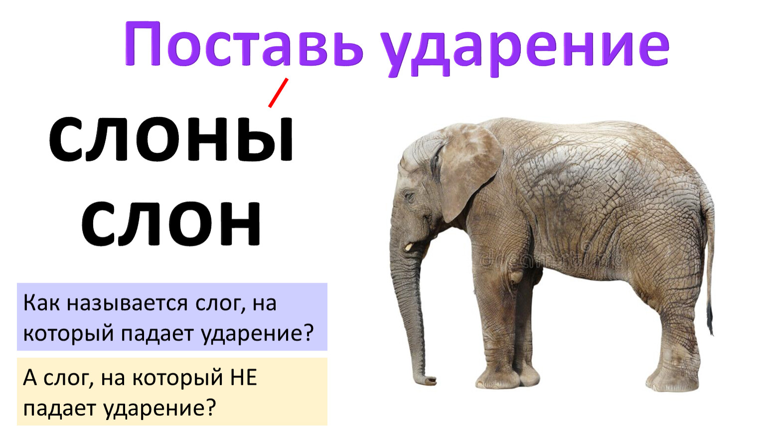 Слон схема слова 1. Слово слон. Поставь ударение. Слоны ударение. Слоны ударение в слове.
